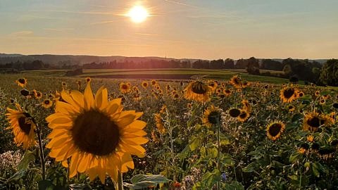 Late summer atmosphere in Franconian Switzerland at the end of our hike (Image: A. Dakkouri-Baldauf)